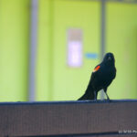 Toronto Island Park - Toronto, Ontario