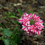 Royal Botanical Gardens - Burlington, Ontario