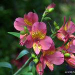 Royal Botanical Gardens - Burlington, Ontario
