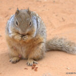 Trail to the Narrows