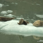 Tracy Arm Fjord