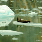 Tracy Arm Fjord