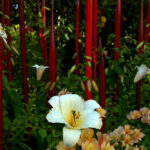 Chihuly Glass Gardens